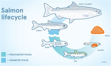 Image result for Pink Salmon Life Cycle