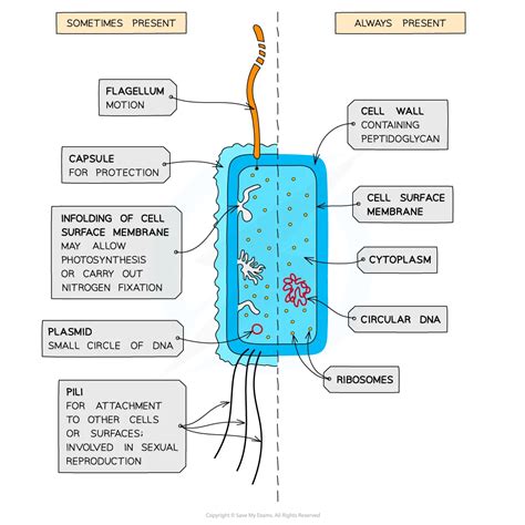 Toradh íomhá ar Basic Structure of Prokaryotic Cell