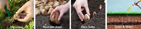 Image result for Bulb Planting Guide
