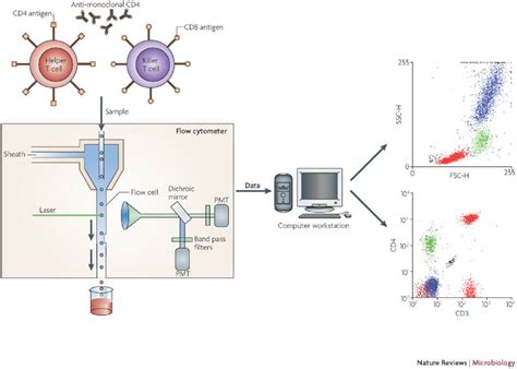 Flow Cytometry Tutorial కోసం చిత్ర ఫలితం