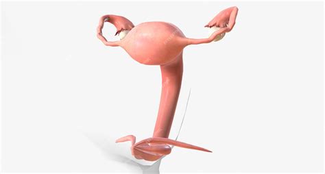 Image result for Female Reproductive System Fetus