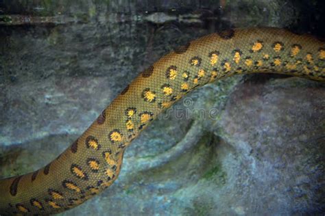 Image result for Anaconda Snake Skin
