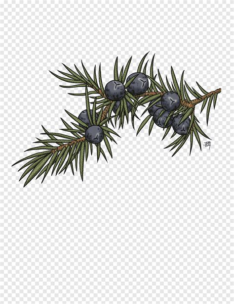 Afbeeldingsresultaten voor Berries Drawing