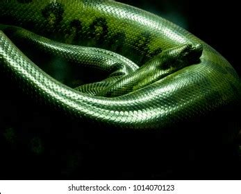 Anaconda Python Snake に対する画像結果