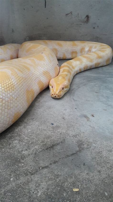 Image result for Python Snake Cage