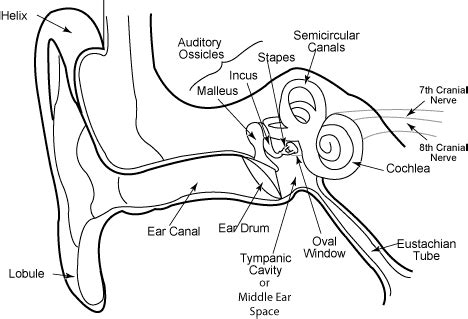 Ear Diagram for Grade 5 Project に対する画像結果