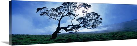 Image result for KOA Tree Silhouette Drawing