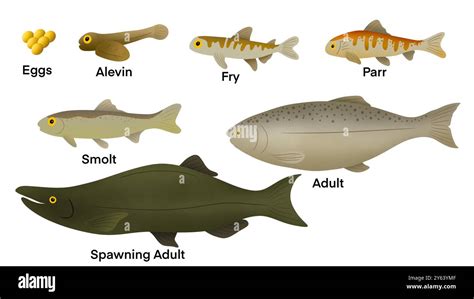 Image result for Pink Salmon Life Cycle