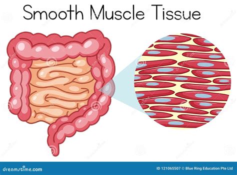 Afbeeldingsresultaten voor Smooth Muscle Coor Image