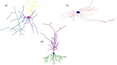 neuron morph tutorial に対する画像結果