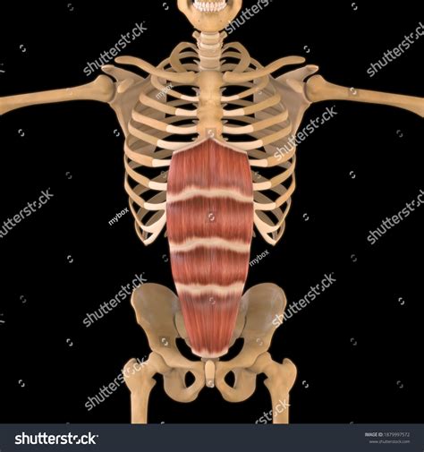 Image result for Soft Muscle Cells