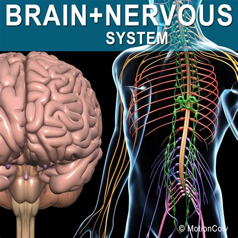 Image result for Brain and Nervous System