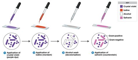 Gram Staining Equipment List に対する画像結果