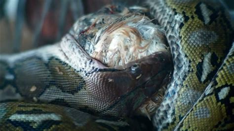 Image result for Deadly Python's