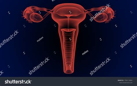 Female Reproductive System Internal and External に対する画像結果