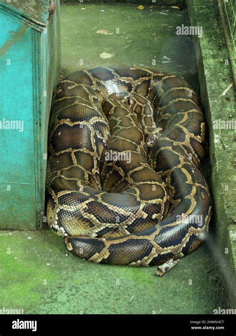 Image result for Sawa O Python