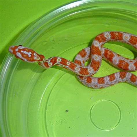 Toradh íomhá ar Creamsicle Corn Snake