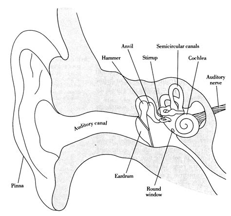 Image result for Ear Diagram HD