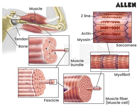 Toradh íomhá ar Smooth Muscle Animation