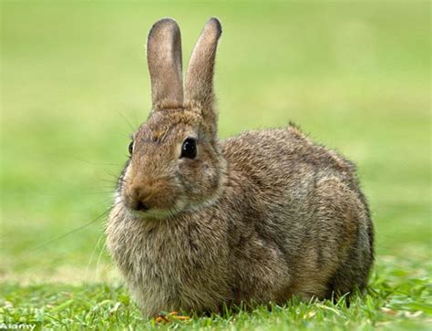 Toradh íomhá ar Rabbit Simulator 2 Codes 2022