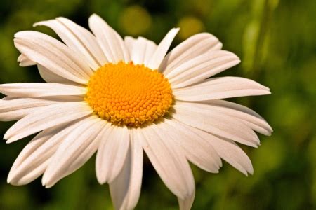 Image result for Daisy Chain Bead Pattern