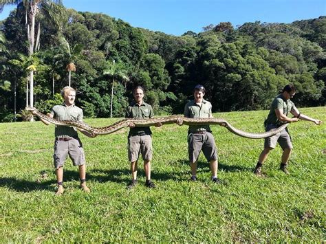 Toradh íomhá ar Cairns Python's