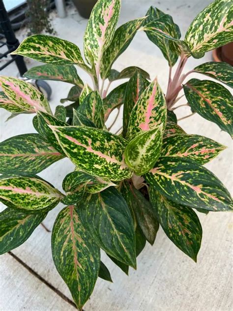Image result for Chinese Evergreen Propagation