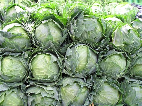 Image result for Cabbage