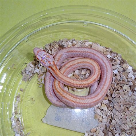 Toradh íomhá ar Creamsicle Corn Snake