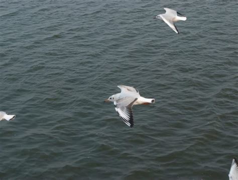 Toradh íomhá ar English Language Tutorials