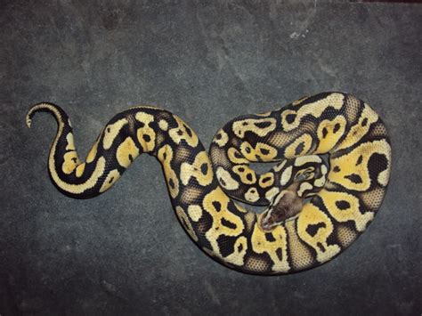 Image result for Disco Ball Python