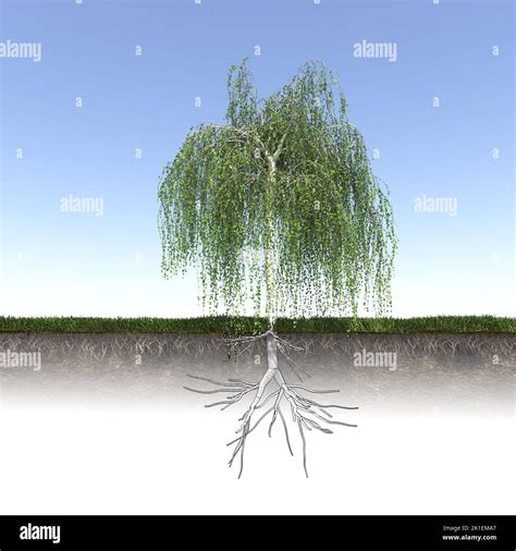 Cottonwood Tree Root System Diagram に対する画像結果