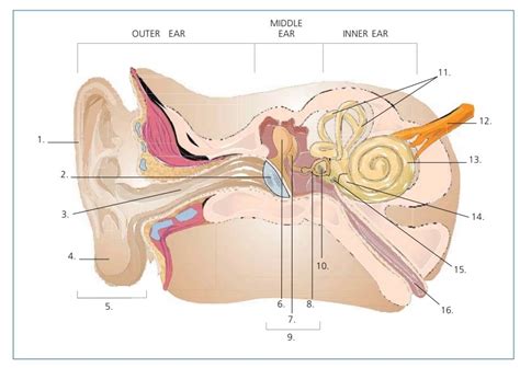 Image result for Ear Diagram SQL