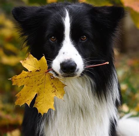 Multicolor Border Collies Wallpapers - Wallpaper Cave
