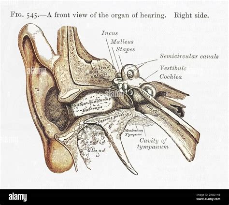 Image result for Ear Diagram HD