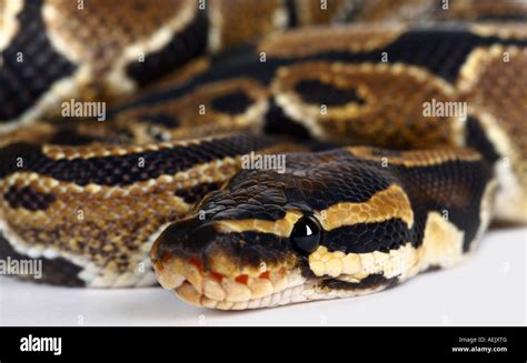 Toradh íomhá ar Python Snake Pics