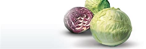 Image result for Cabbage