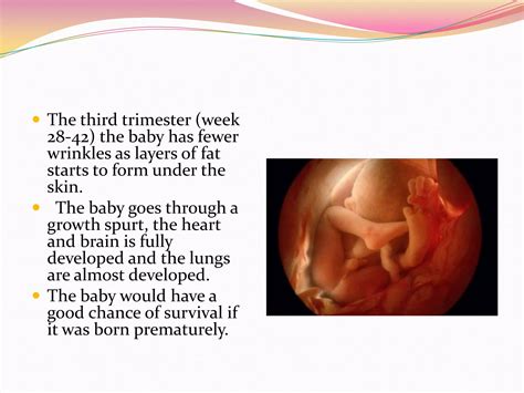 Image result for Female Reproductive System Fetus