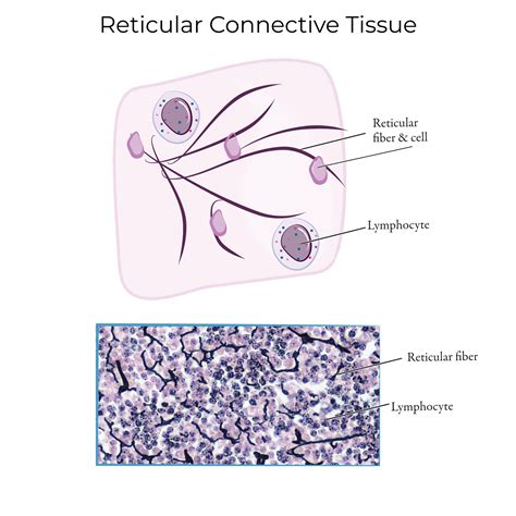 Afbeeldingsresultaten voor Reticular Connective Tissue