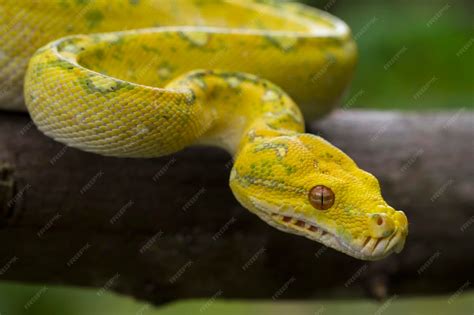 Afbeeldingsresultaten voor Yellow Python Face Drawing