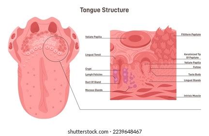 Toradh íomhá ar Filiform Papillae