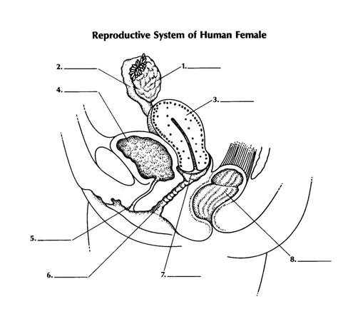Image result for Female Reproductive System Fetus