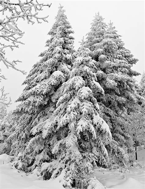 Image result for Winter/Spring Trees