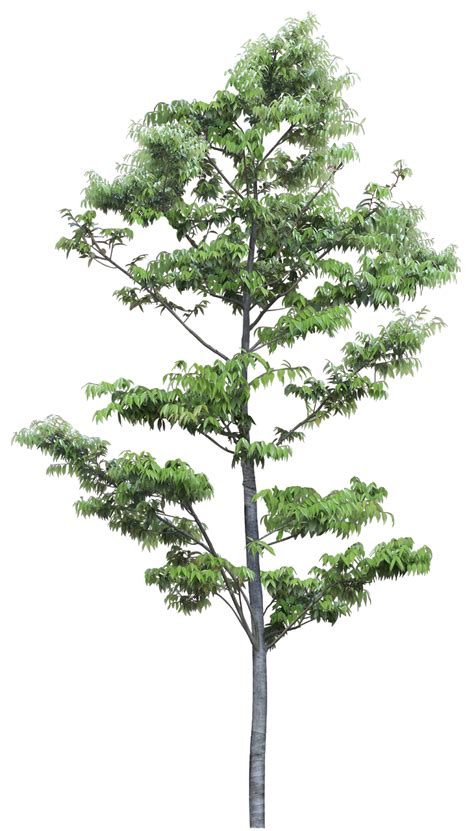 Image result for Japanese Tree Symbol