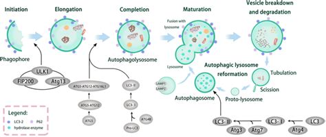 Autophagy Process に対する画像結果