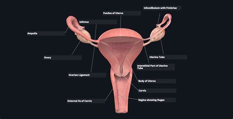 Female Reproductive System Internal and External に対する画像結果