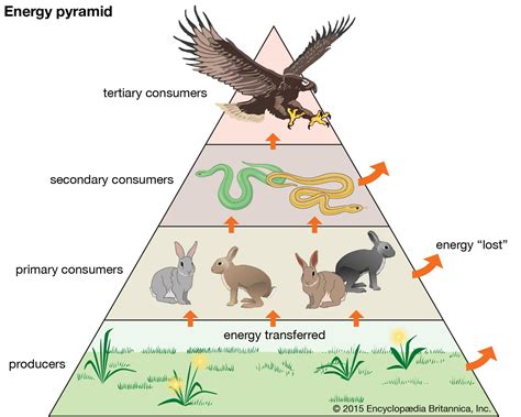 Image result for Trophic Levels Examples