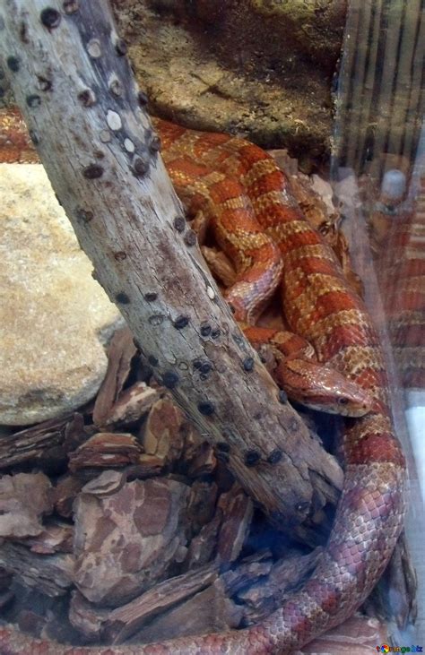 Image result for Python Snake Cage