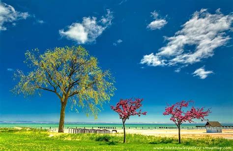 Image result for Winter/Spring Trees