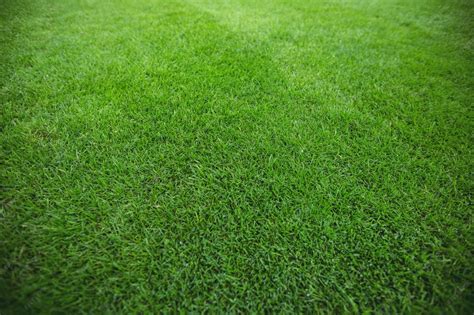 Grass Material 3DS Max に対する画像結果